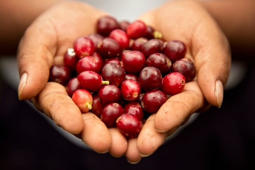 café en grano