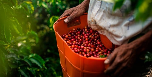 arabica koffiebonen